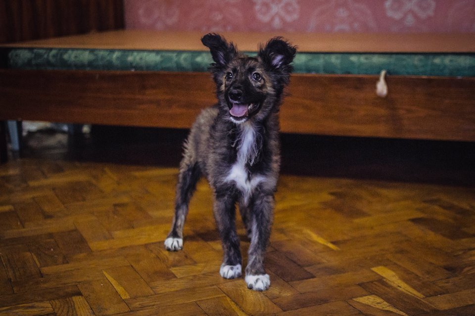 Энергичного дракошу Зубика сможет приручить только любящий хозяин Энергичного дракошу Зубика сможет приручить только любящий хозяин