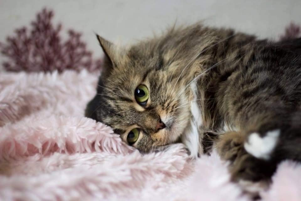 Сибирская кошечка Клепа грустит в ожидании своего человека Сибирская кошечка Клепа грустит в ожидании своего человека