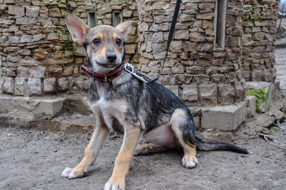 Обояшка Рокки очень хочет охранять ваш дом Обояшка Рокки очень хочет охранять ваш дом