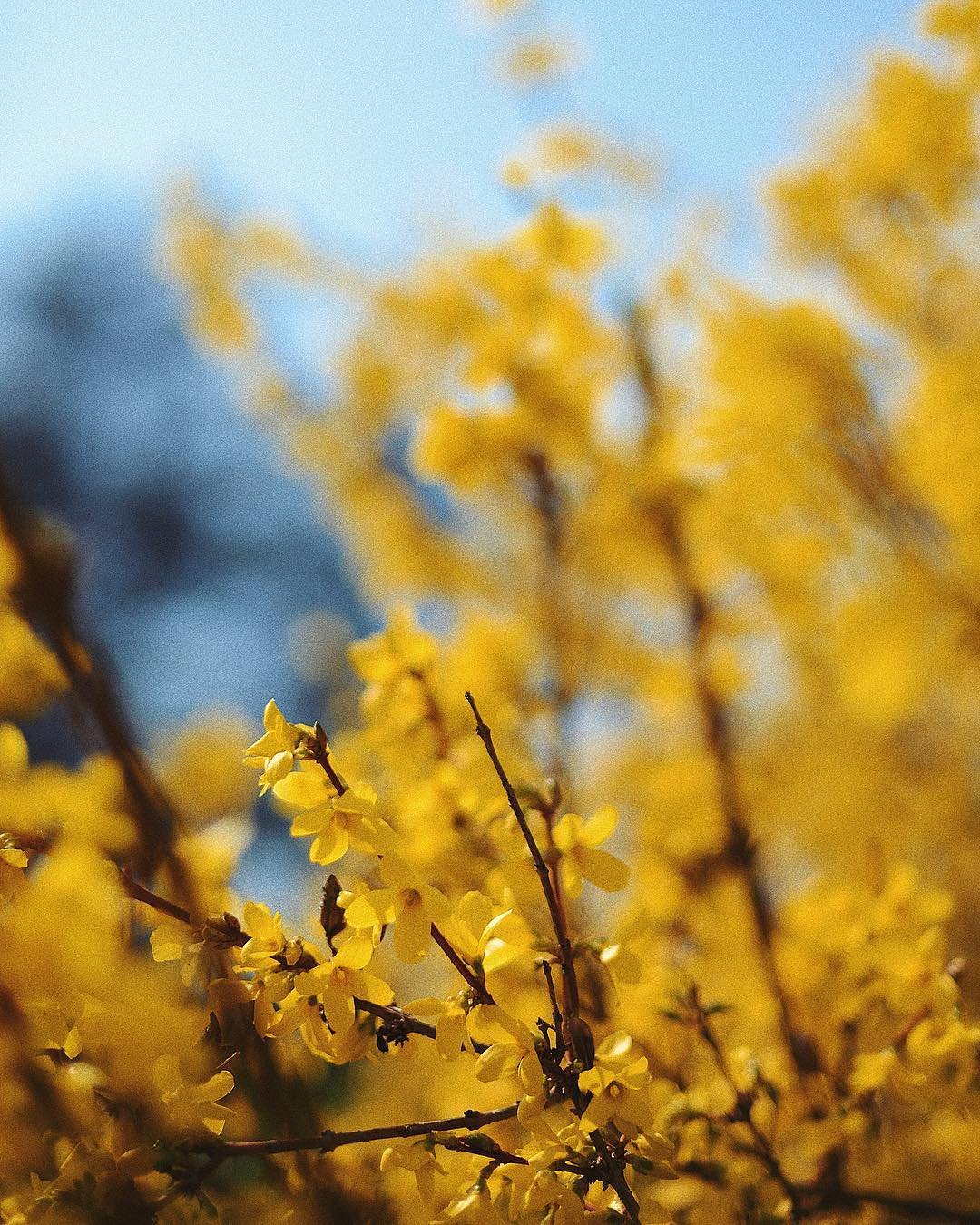 Природа сама создает патриотические рисунки. Фото: @vera_nikon Природа сама создает патриотические рисунки. Фото: @vera_nikon