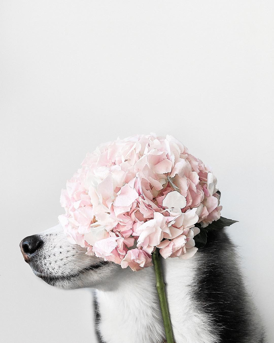 А кто сказал, что собаки не любят цветы?) Фото: @elineckajulia А кто сказал, что собаки не любят цветы?) Фото: @elineckajulia