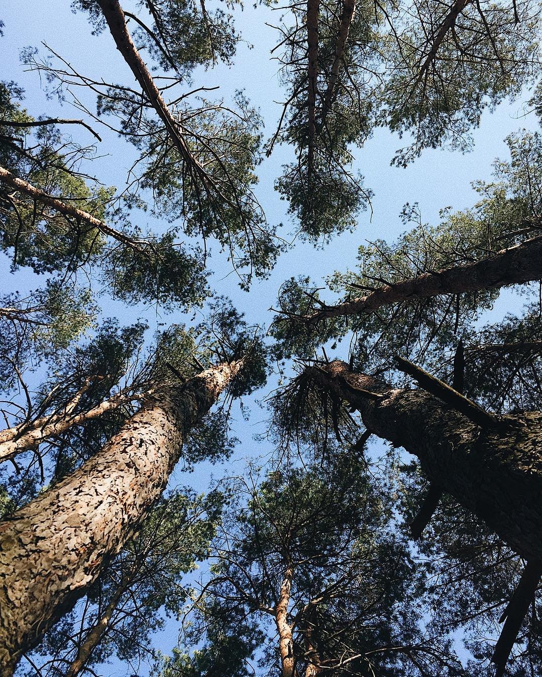 Чтобы увидеть - надо открыть глаза и посмотреть вверх. Фото: @veronica__ter Чтобы увидеть - надо открыть глаза и посмотреть вверх. Фото: @veronica__ter