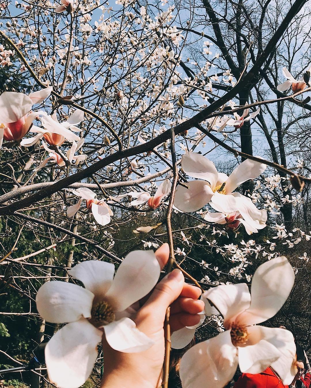 Цветения магнолий ждет, наверное, каждая девушка. Такой красоты и простоты одновременно нет ни у одного цветка. Фото: @vscoua Цветения магнолий ждет, наверное, каждая девушка. Такой красоты и простоты одновременно нет ни у одного цветка. Фото: @vscoua