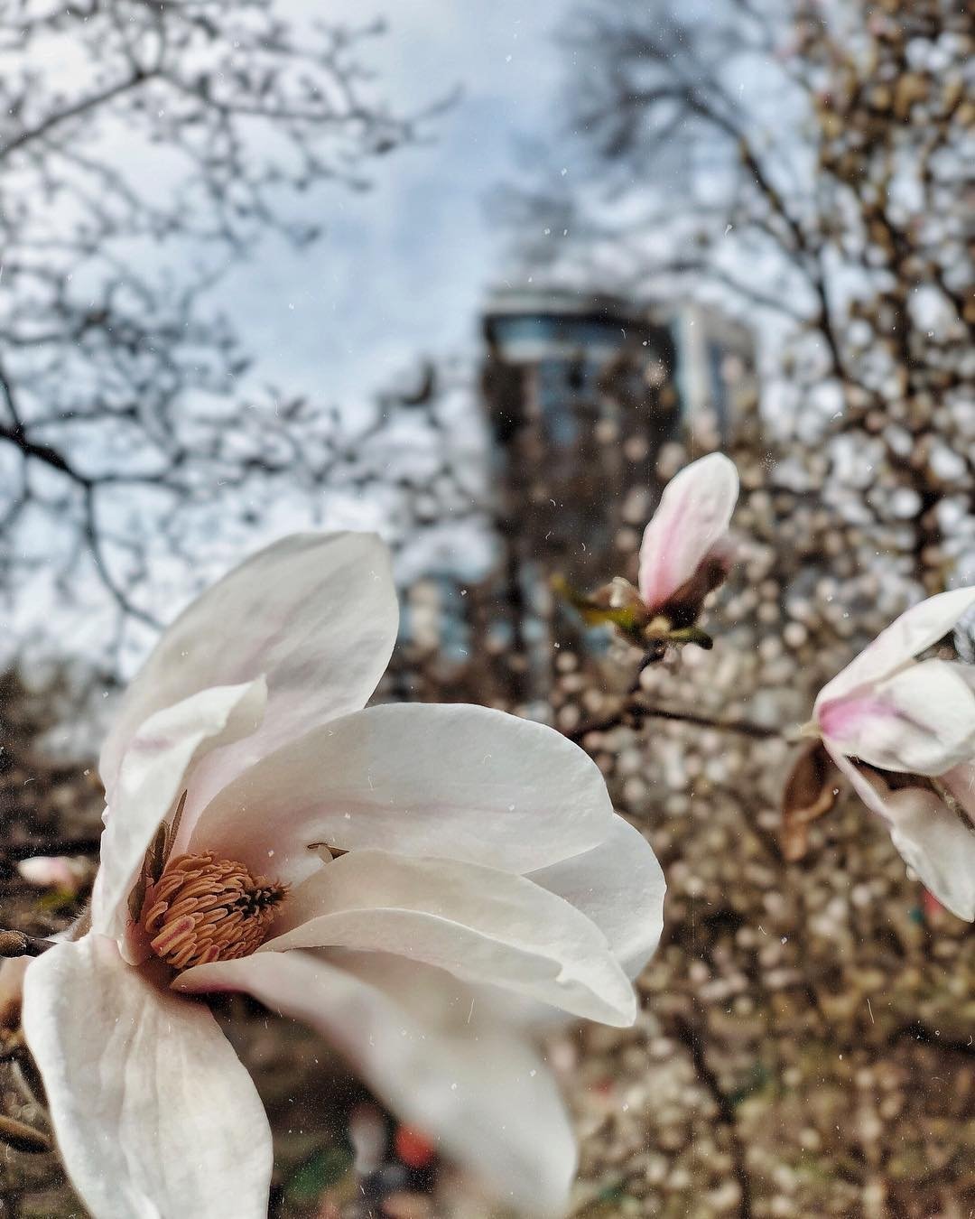 Почувствуйте этот запах через экран и идите гулять в ближайший парк! Фото: @arnela_kruk Почувствуйте этот запах через экран и идите гулять в ближайший парк! Фото: @arnela_kruk