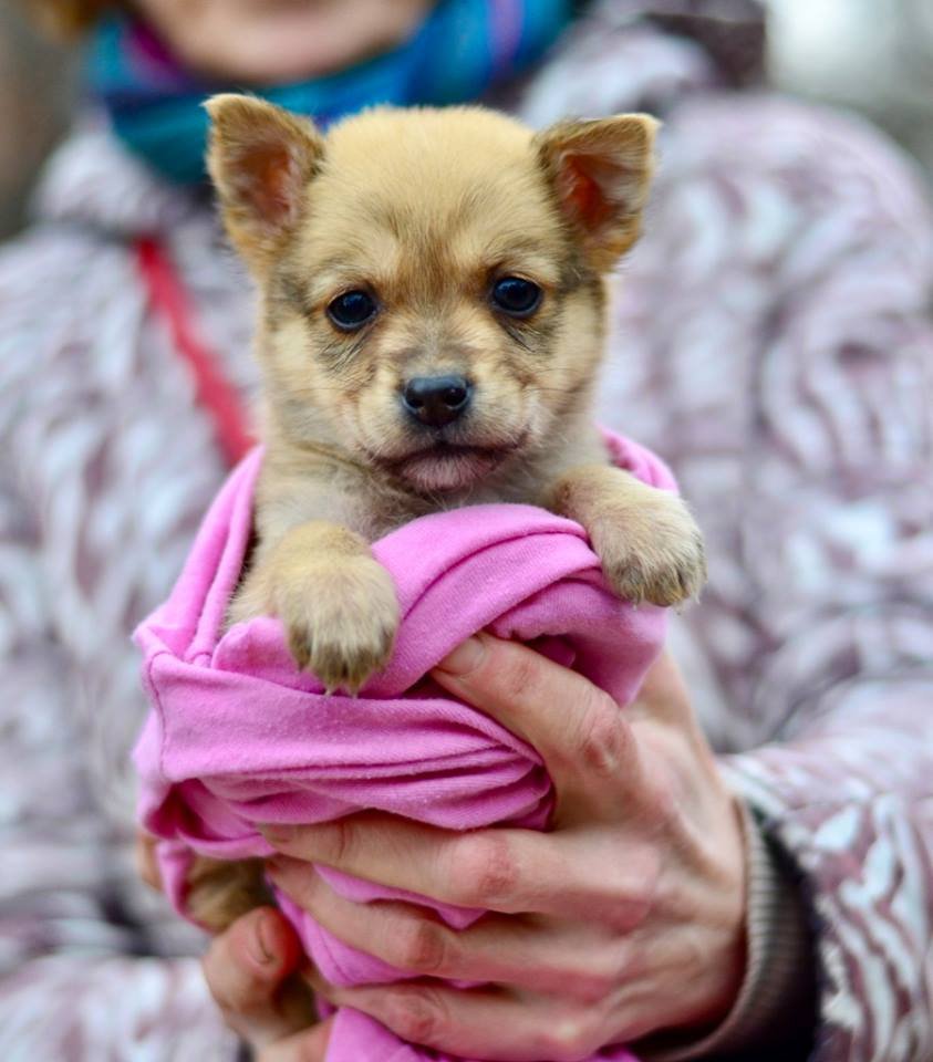 Бусинка Урса с нежными глазами очень хочет оказаться в ваших теплых руках Бусинка Урса с нежными глазами очень хочет оказаться в ваших теплых руках