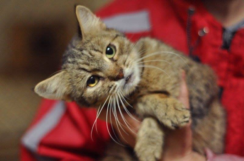 Усатенькая Тайша - очень мудрая и бесконечно ласковая кошечка Усатенькая Тайша - очень мудрая и бесконечно ласковая кошечка