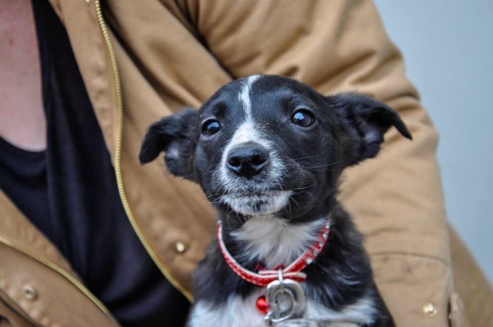 Активный образ жизни и дружелюбие явно по душе Франческе Активный образ жизни и дружелюбие явно по душе Франческе