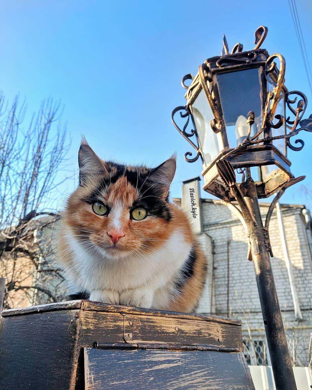 Котики тоже не рады похолоданию, это видно по их недовольным мордочкам. Фото: @slavich.kyiv