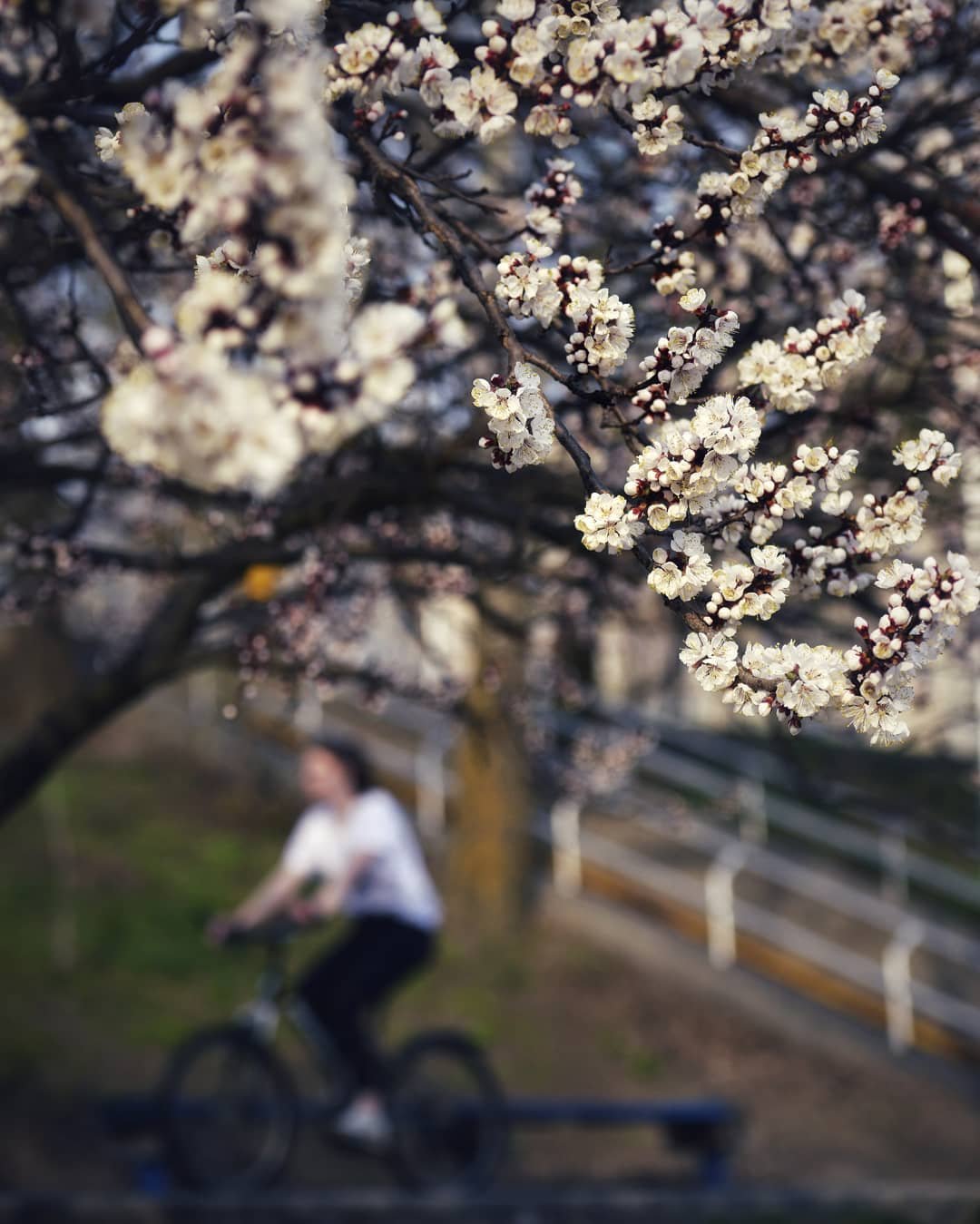 Почки деревьев мягко намекают, что весна пришла. Фото: @istetsen