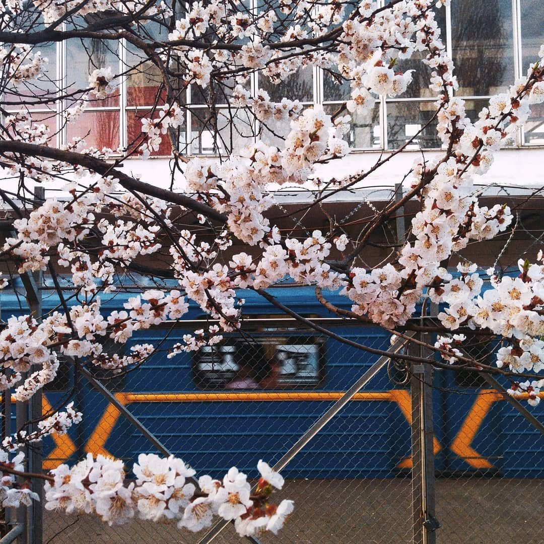 Цветущие деревья радуют глаз. Фото: @nastya_dudchyk