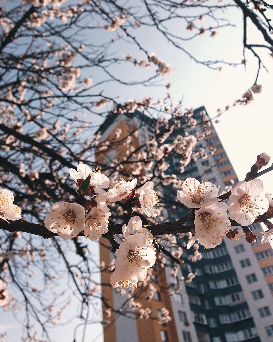 Заботьтесь не о цветах, а о почках. Фото: @anastasiazi