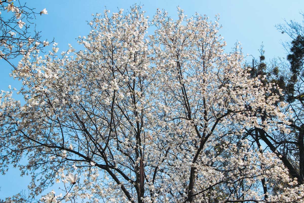 Белые магнолии распустились еще вначале апреля