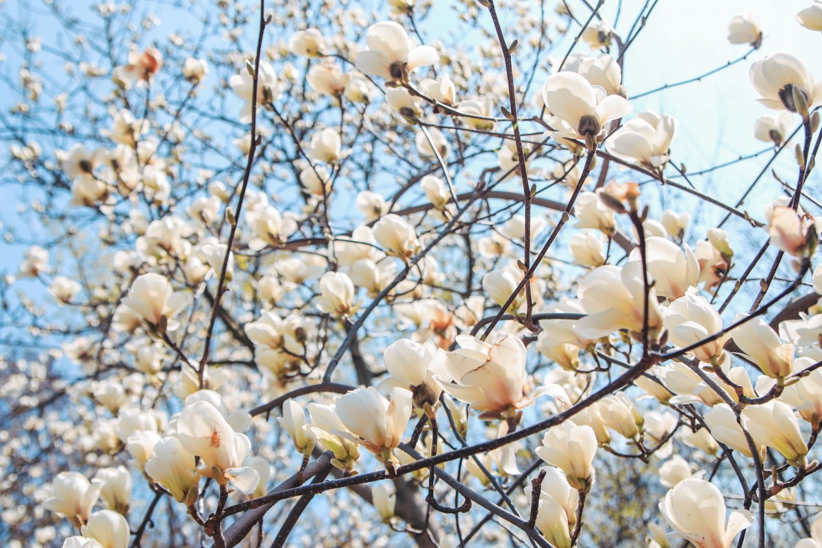 Столица в магнолиях: как сейчас выглядит ботсад Киева в цвету 3