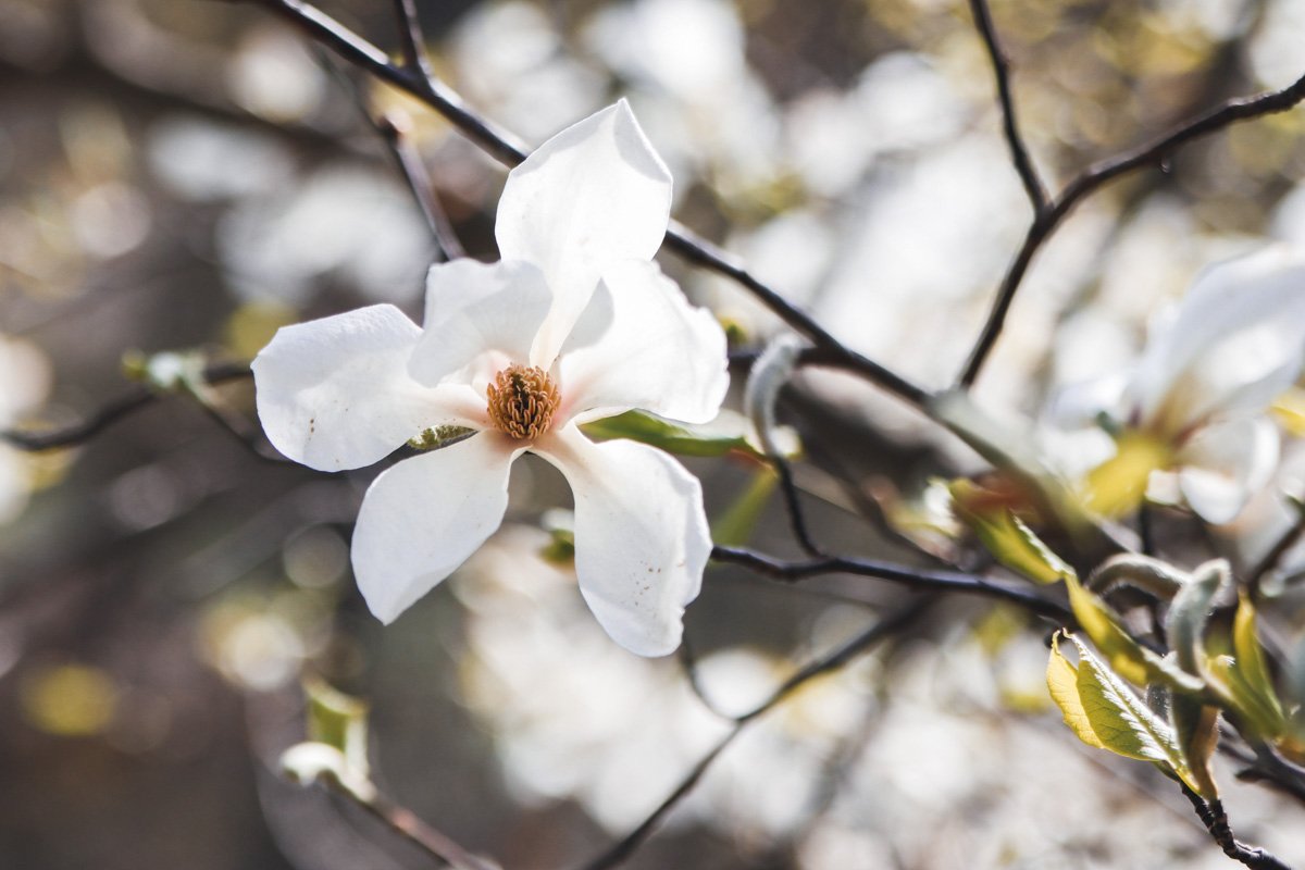 Совсем скоро их лепестки устелят белый ковер под ногами