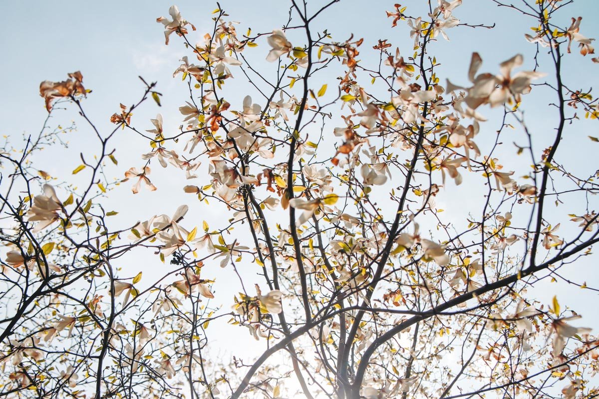 Солнце будто играет с цветами