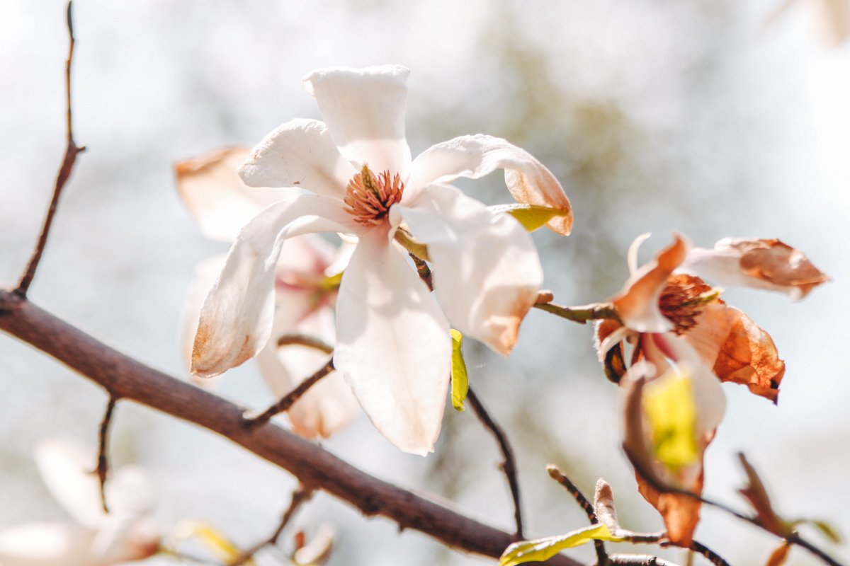 Белый, красный, розовый и даже немного голубого... Как это умещается в одном цветке? 