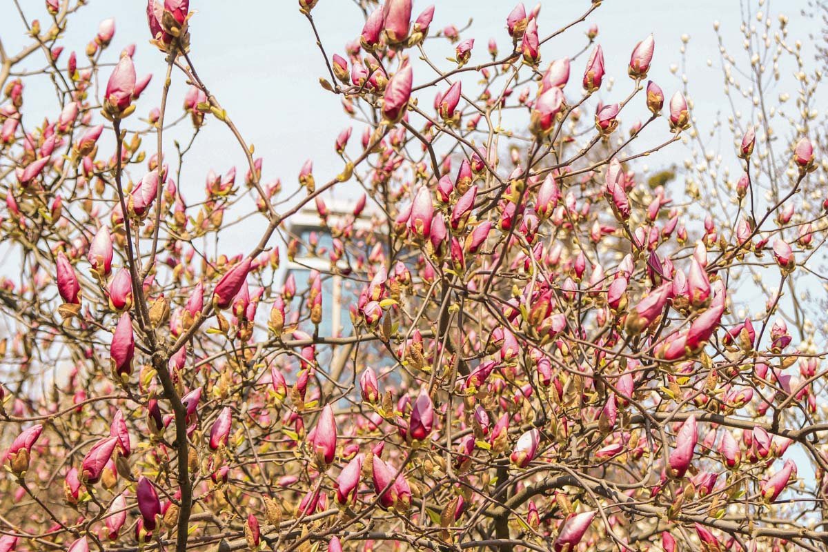 Темно-розовые еще в бутонах, ждемс... 