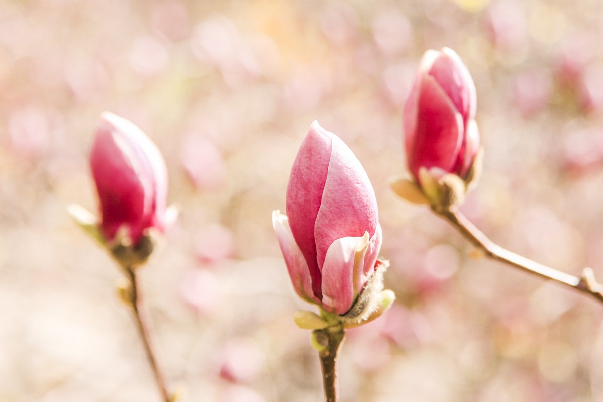 Хрупкость и утонченность каждого цветка захватывает 