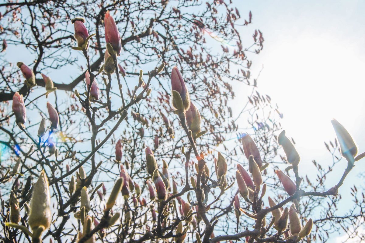 Пустите солнце в ваши мысли, тогда в душе магнолии будут цвести круглый год