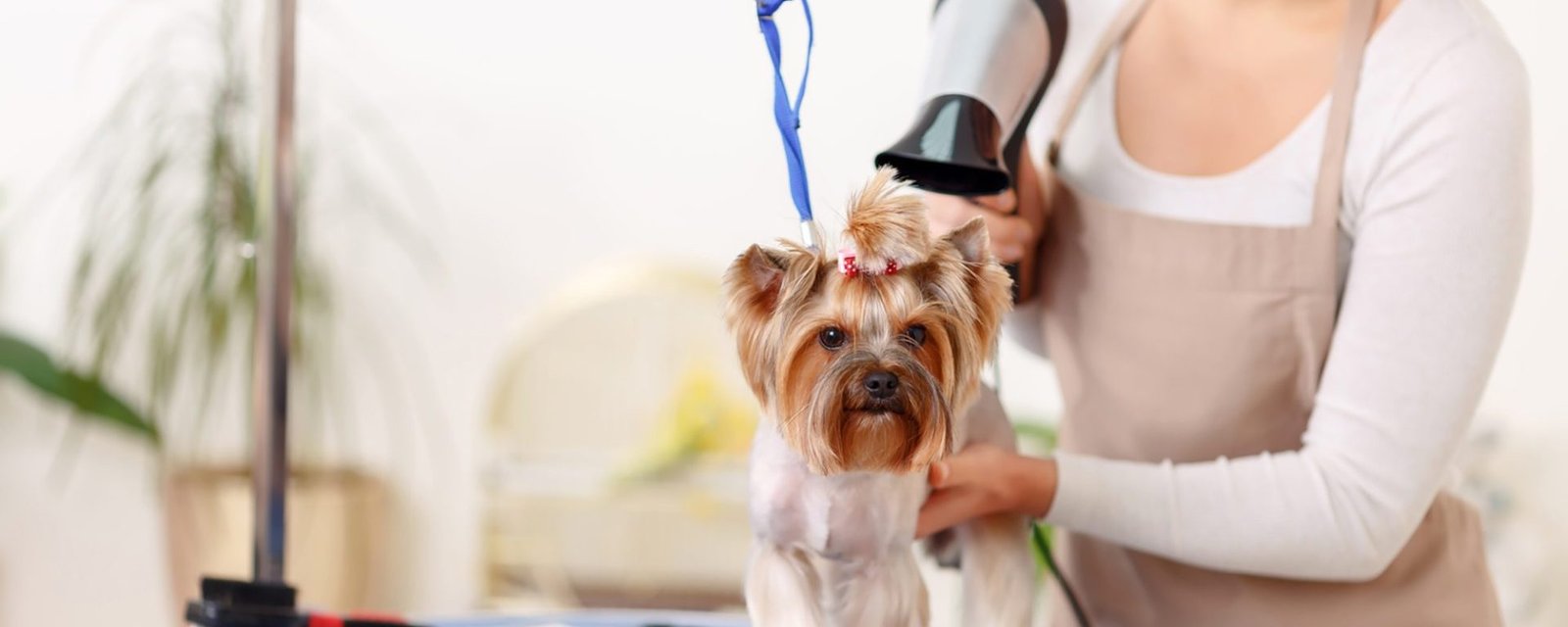 Стрижка только подчеркивает натуральную красоту собаки