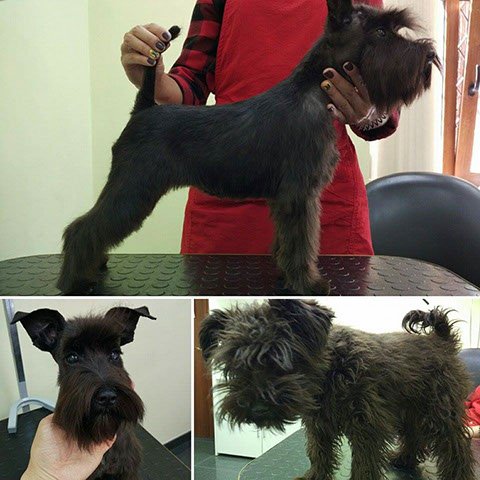 После стрижки собака худеет минимум на 5 килограмм. Визуально:)