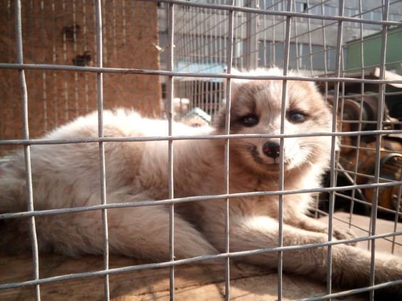 В Киеве на территории одного из предприятий занимающихся приемом металлолома обнаружили лисенка необычного окраса В Киеве на территории одного из предприятий занимающихся приемом металлолома обнаружили лисенка необычного окраса