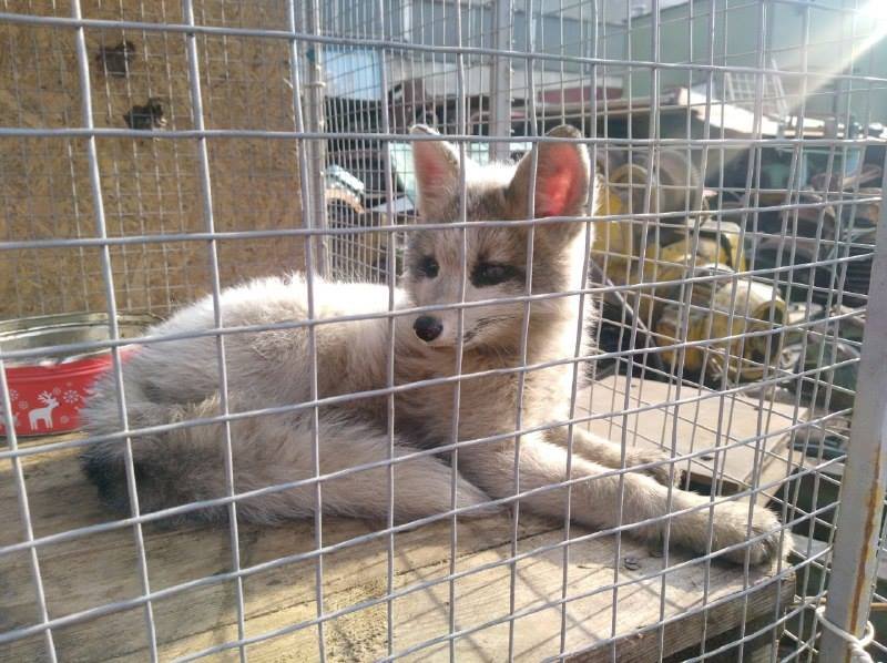 Работникам фирмы удалось поймать испуганное животное Работникам фирмы удалось поймать испуганное животное