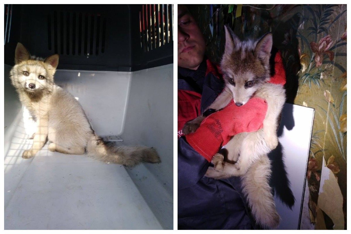 Сотрудники предприятия передали зверька в руки спасателей, которые в свою очередь доставили лисенка в приют для птиц и мелких животных Сотрудники предприятия передали зверька в руки спасателей, которые в свою очередь доставили лисенка в приют для птиц и мелких животных