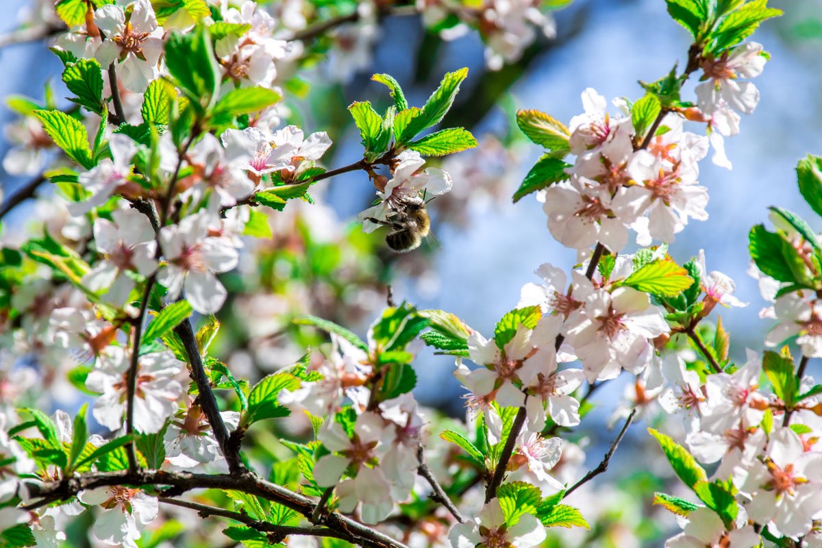 А это лишнее доказательство того, что зима ушла - впереди только цветение и тепло А это лишнее доказательство того, что зима ушла - впереди только цветение и тепло