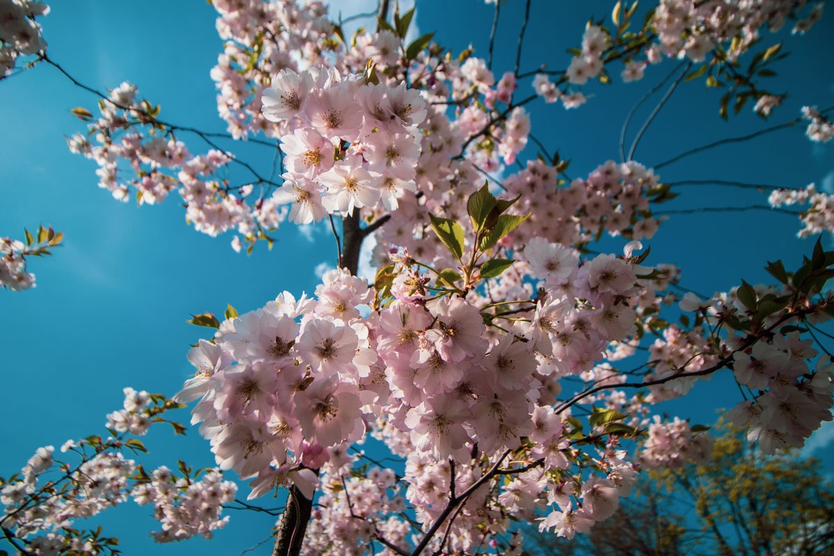 В Киеве наступила настоящая весна - в парке Киото расцвела сакура В Киеве наступила настоящая весна - в парке Киото расцвела сакура