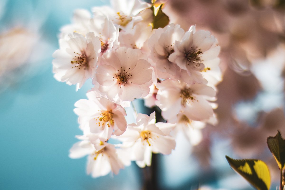 Нежные цветы приковывают взгляд и вдохновляют Нежные цветы приковывают взгляд и вдохновляют