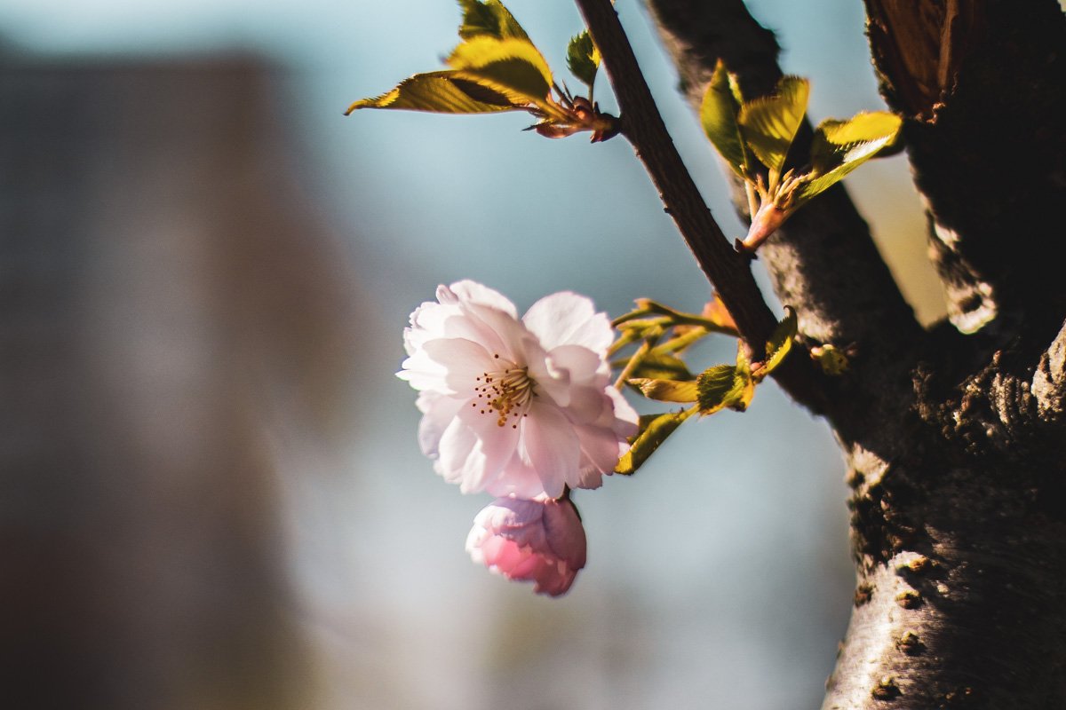 Цветение сакуры - это спонсор смены обоев для вашего рабочего стола Цветение сакуры - это спонсор смены обоев для вашего рабочего стола
