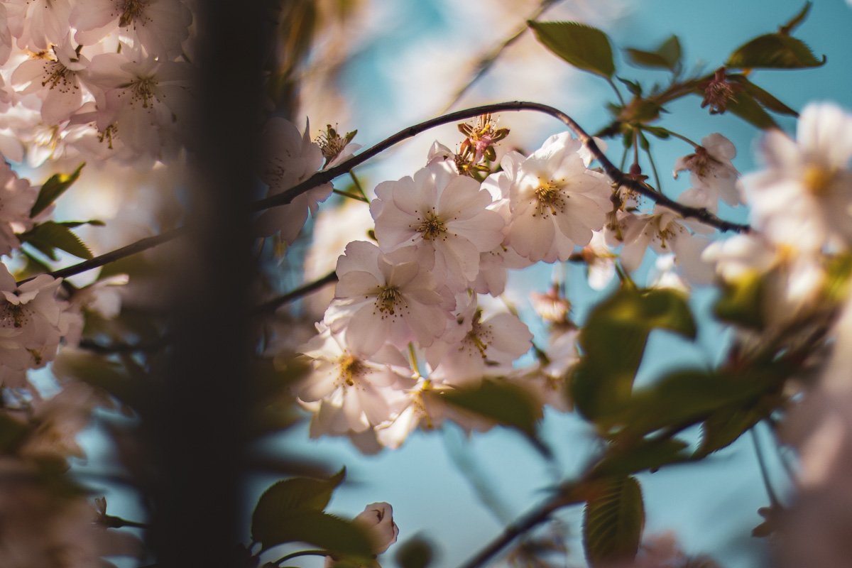Особенно выигрышно цветы смотрятся при взгляде вблизи Особенно выигрышно цветы смотрятся при взгляде вблизи