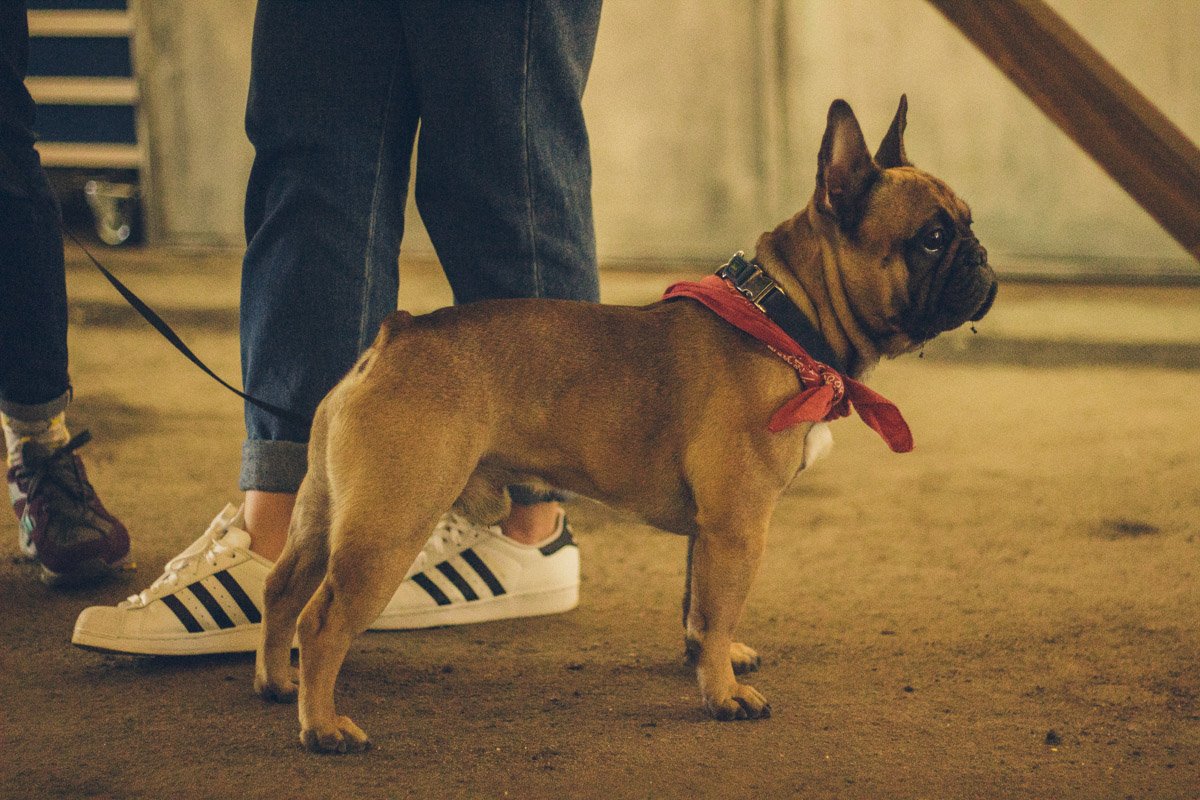 У вас собака? Это никакая не проблема, берите с собой. На Кураже он может найти себе друга