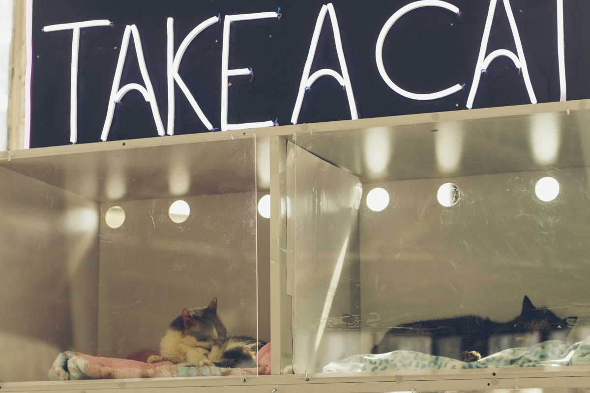 Кстати, о котиках. На Кураже вас ждут и хотят уехать домой вместе с вами