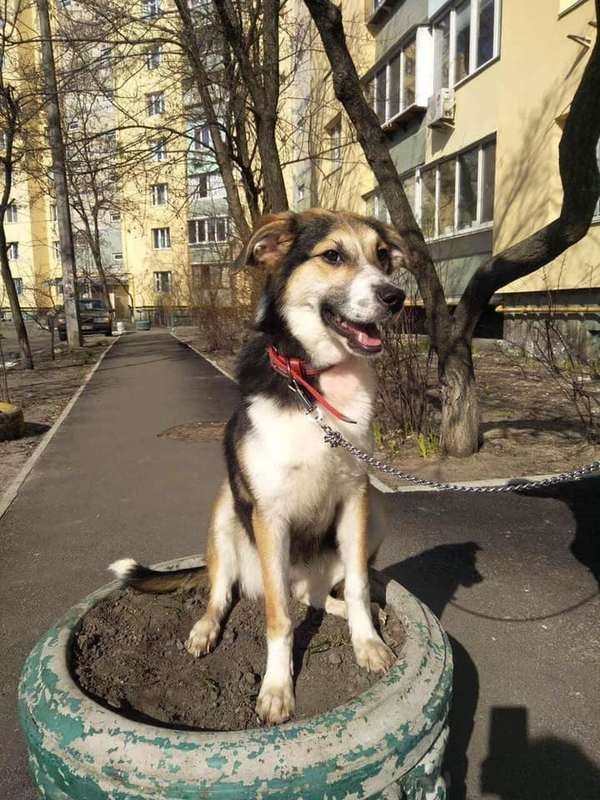 С этой собакой точно не заскучать 
