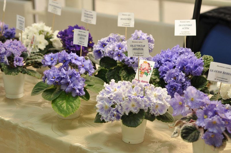 Посетители выставки смогут насладиться сказочной красотой тысяч фиалок