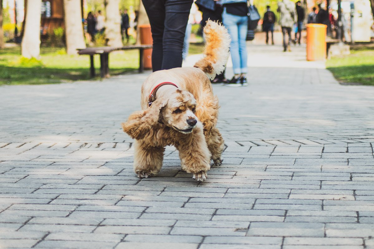 Когда у тебя лапки, то нет разницы, среда сегодня или суббота! Когда у тебя лапки, то нет разницы, среда сегодня или суббота!
