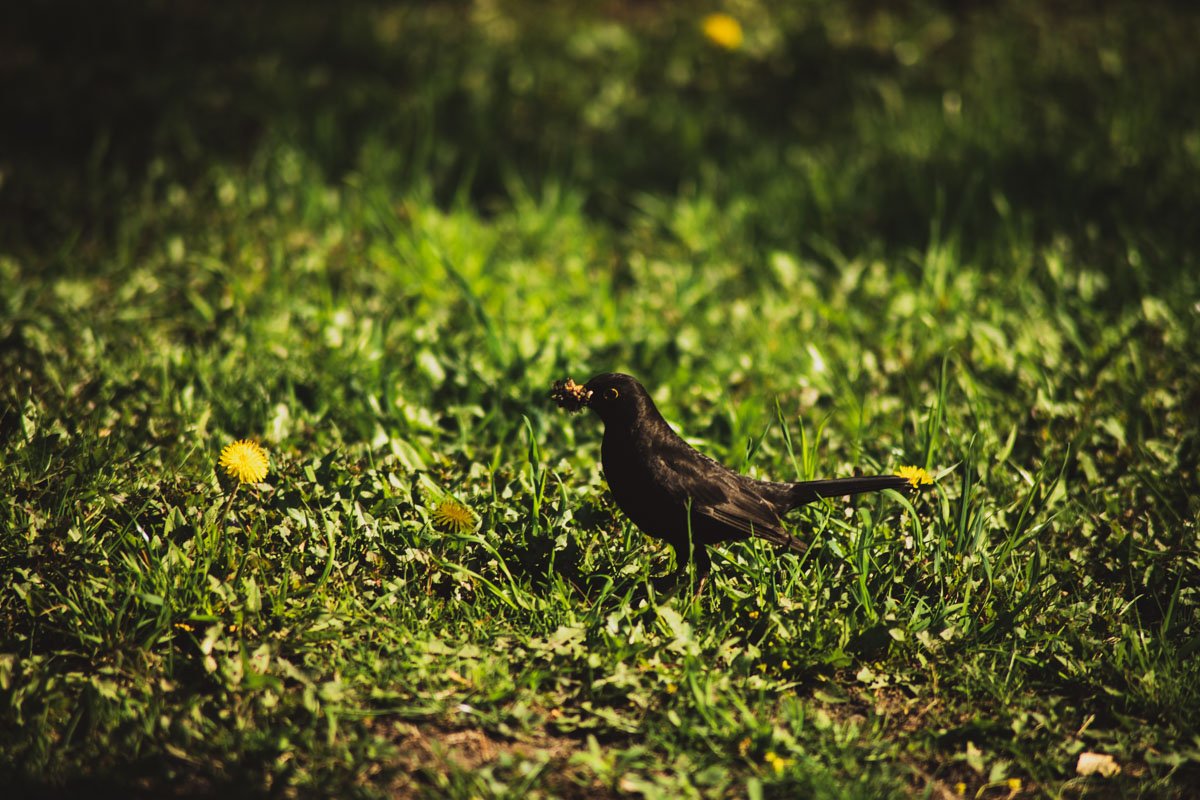 Столица в птичках Столица в птичках