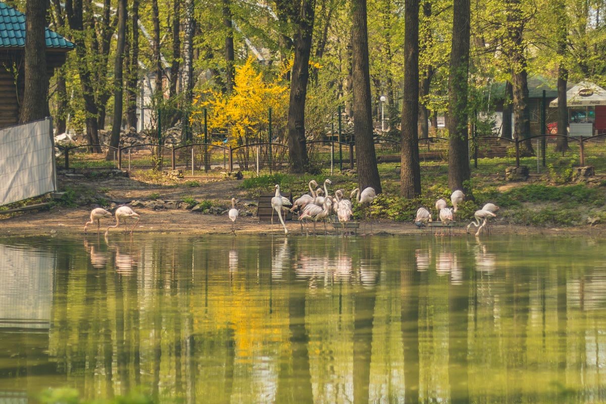 Местные фламинго точно должны оценить подобный ремонт Местные фламинго точно должны оценить подобный ремонт