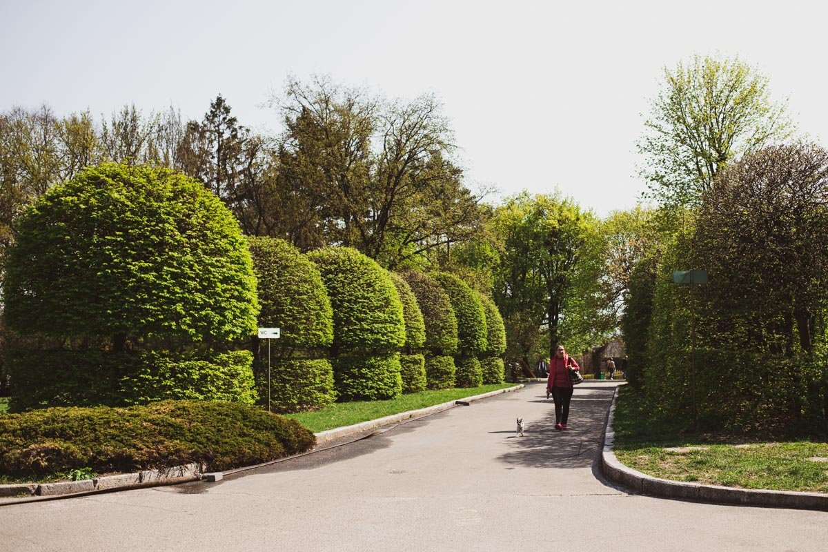 Кустики - охранники территории 