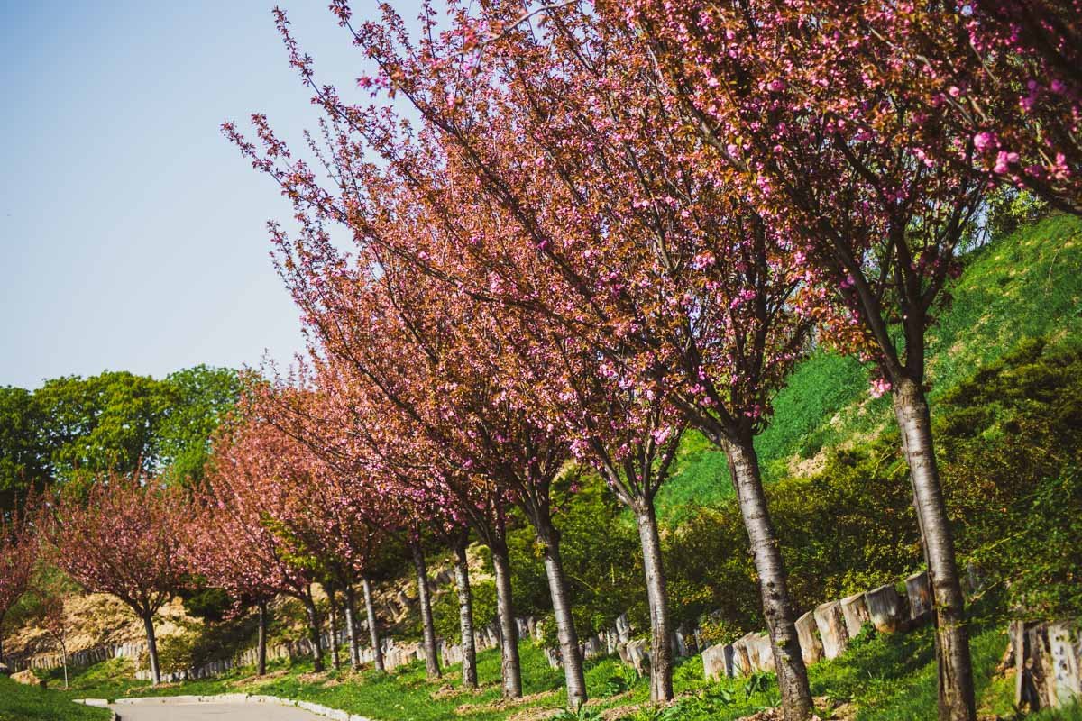 Вот он, розовый рай