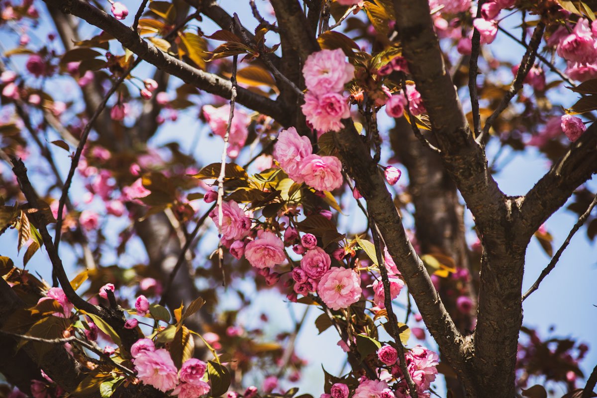 Коричневый и розовый - как идеальная пара