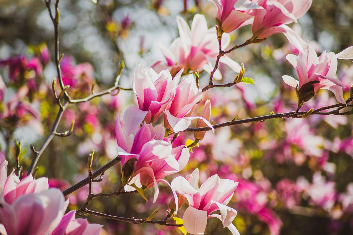 В краю магнолий... 