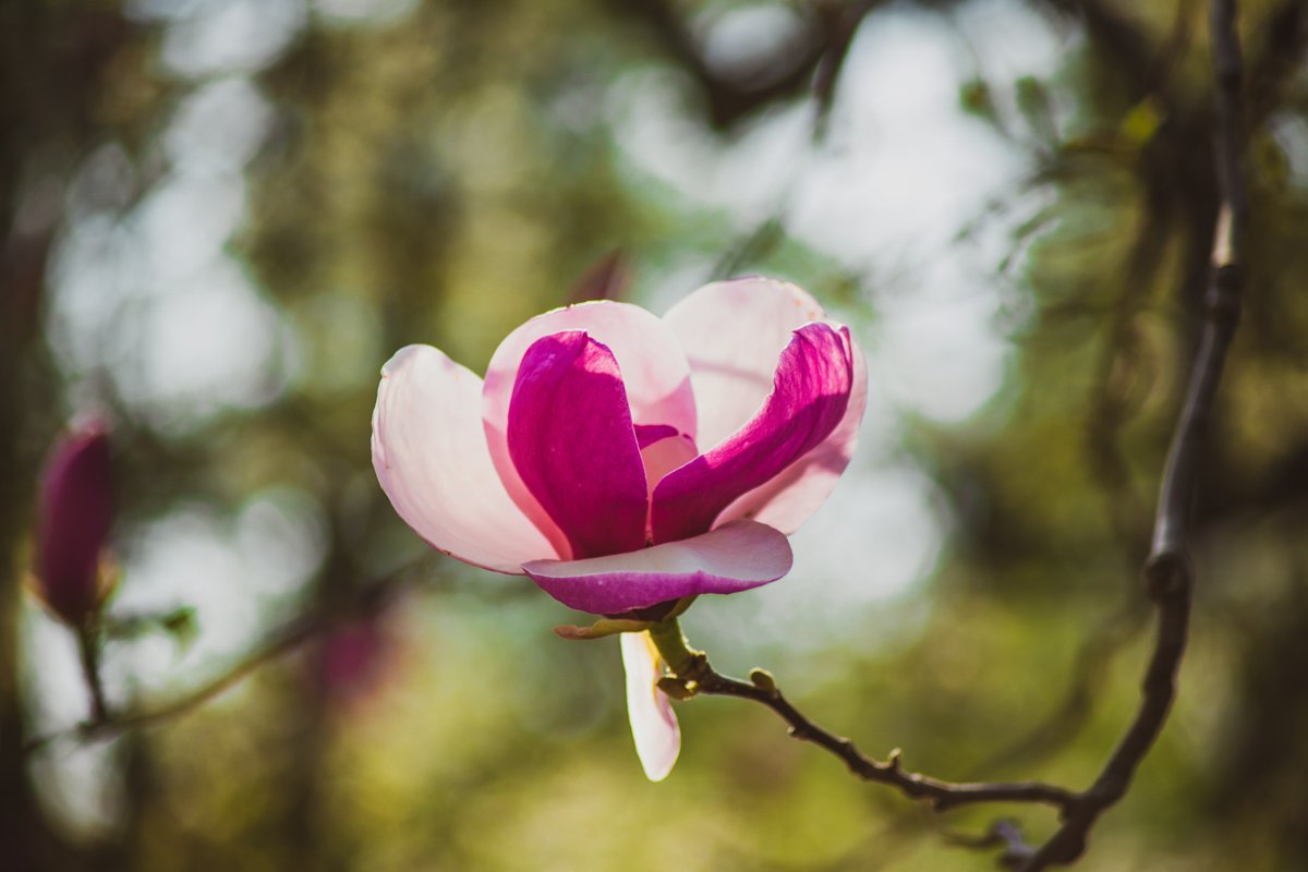 А там живет маленькая Дюймовочка 