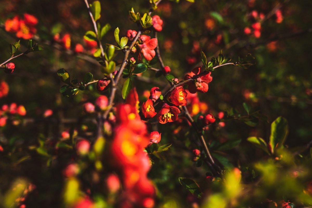 Солнышко играет лучами на цветах и рисует свои картины 