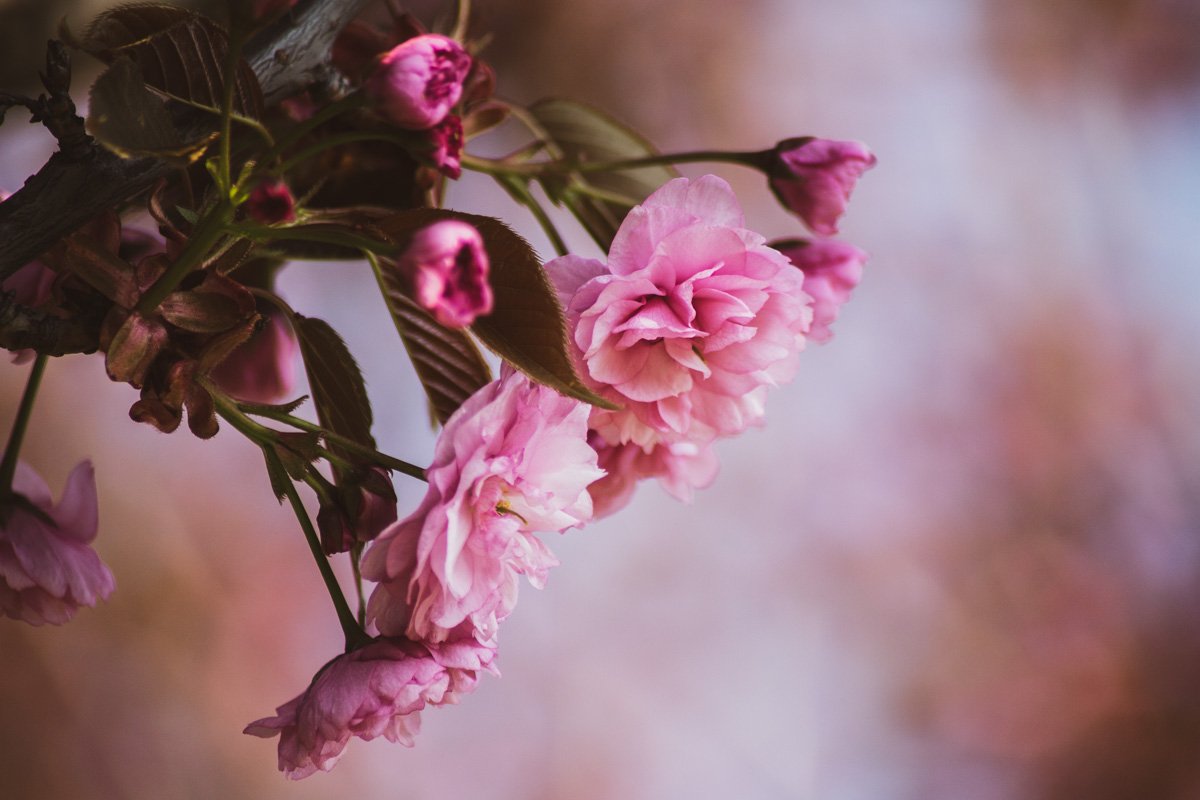 Можете сохранять и ставить на рабочий стол. Не благодарите