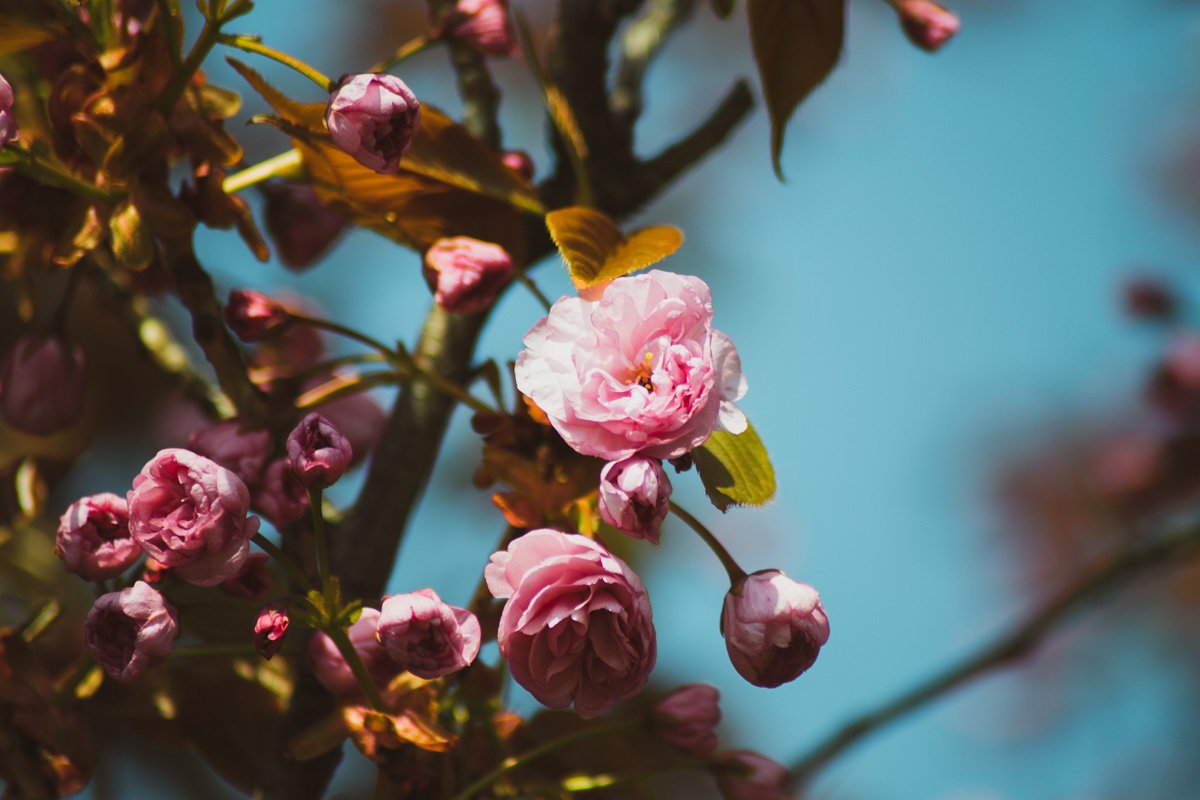 Как. можно. чтобы. было. так. красиво? 