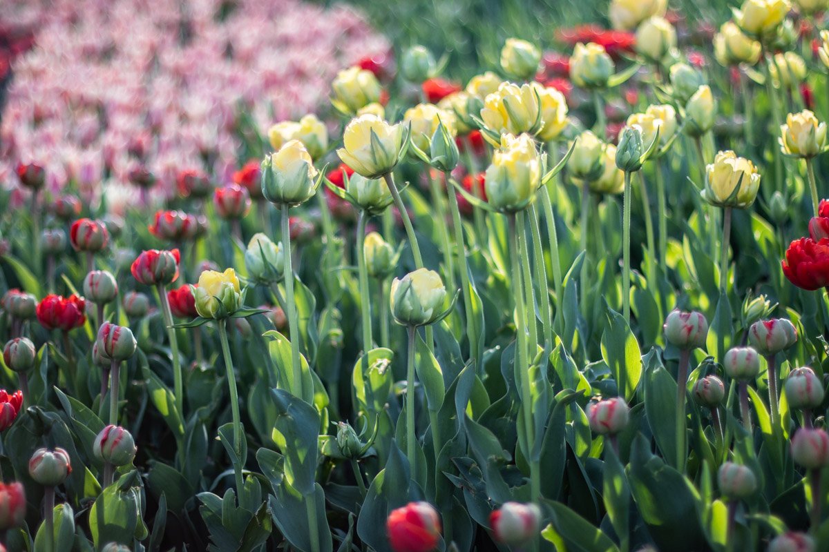 В Киеве на Певческом поле открылась масштабная выставка цветов