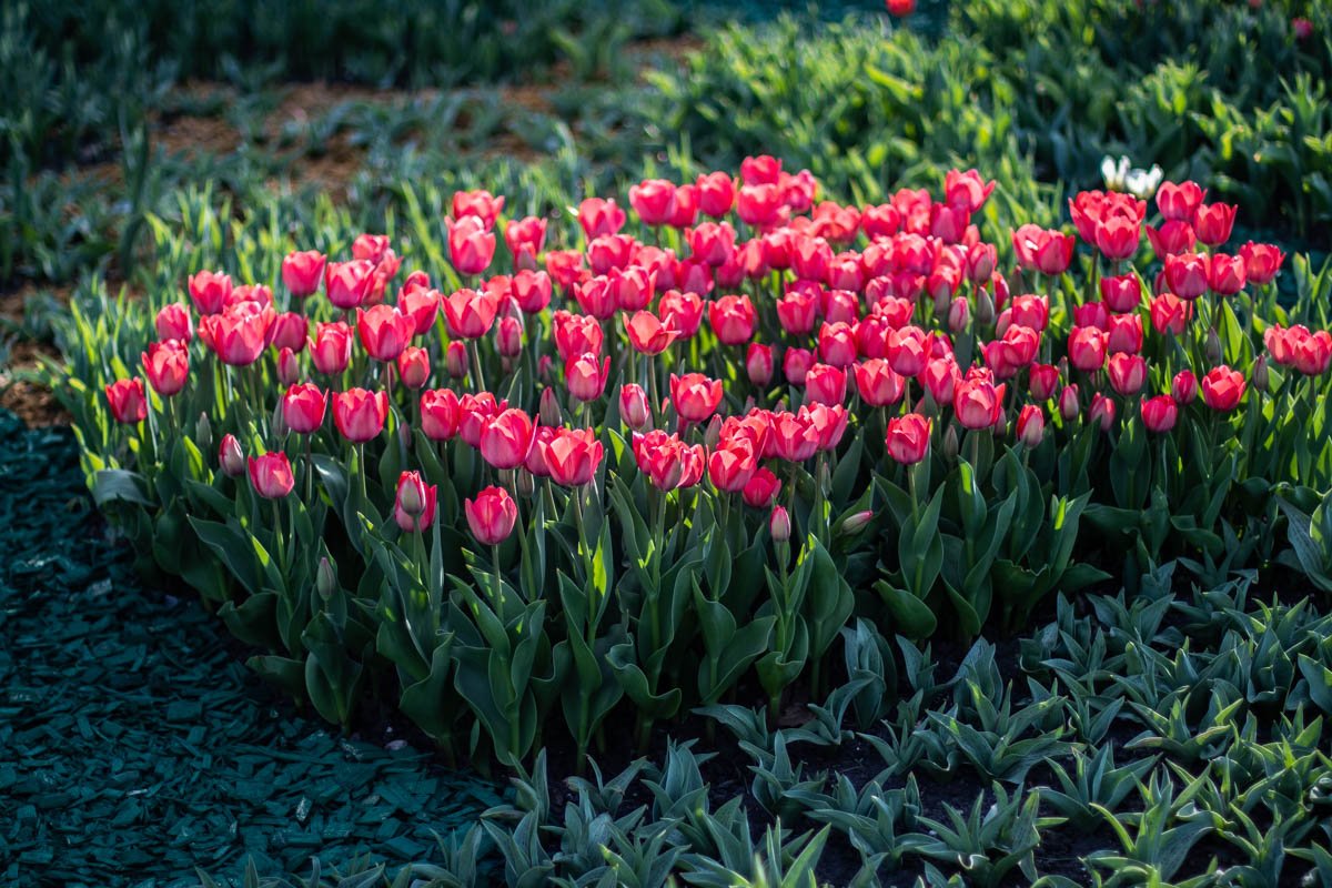 Организатор выставки КО "Киевзеленстрой" в приоритете решил высадить композиции из тюльпанов
